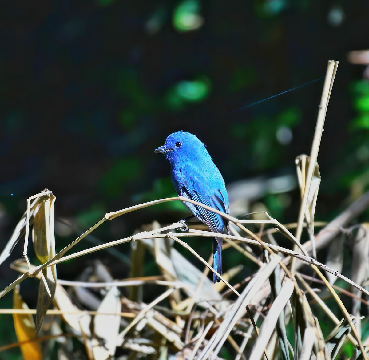 Nilgiri Flycatcher - ML624535467