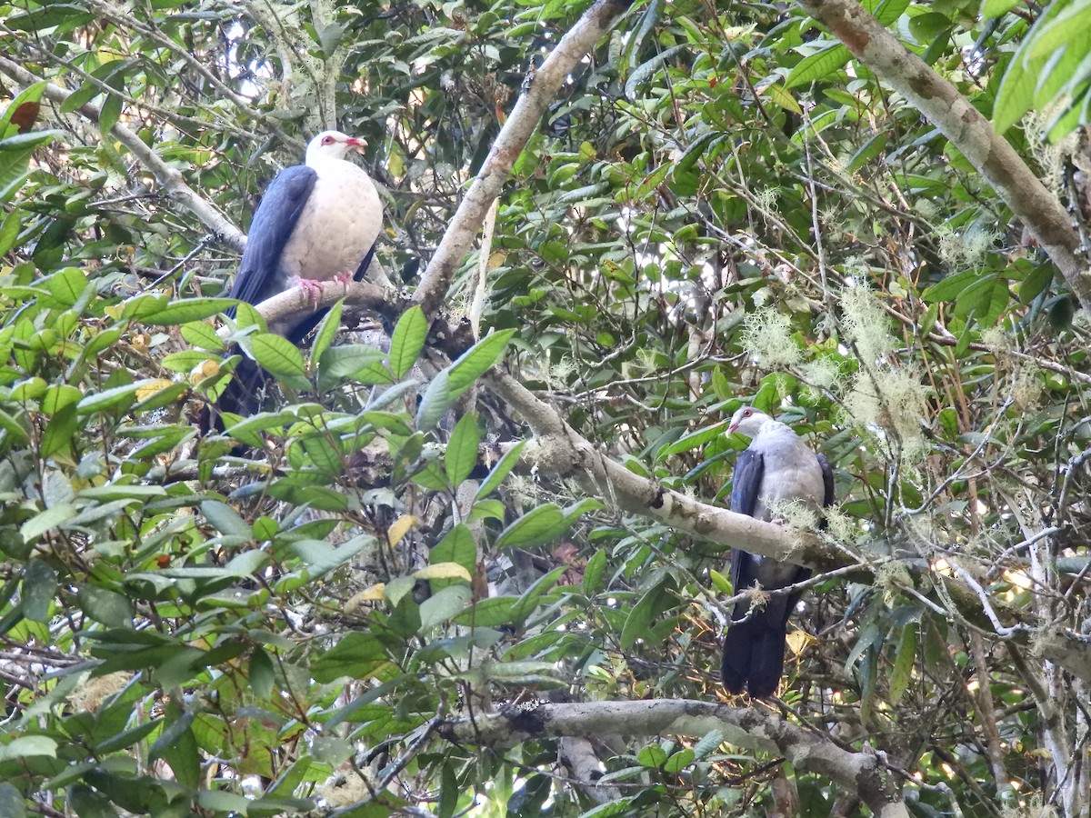 White-headed Pigeon - ML624535469