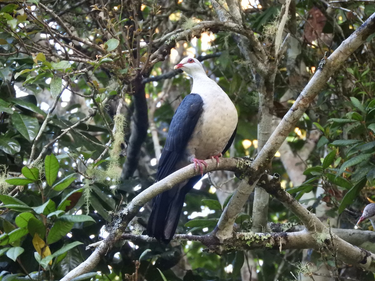 White-headed Pigeon - ML624535470