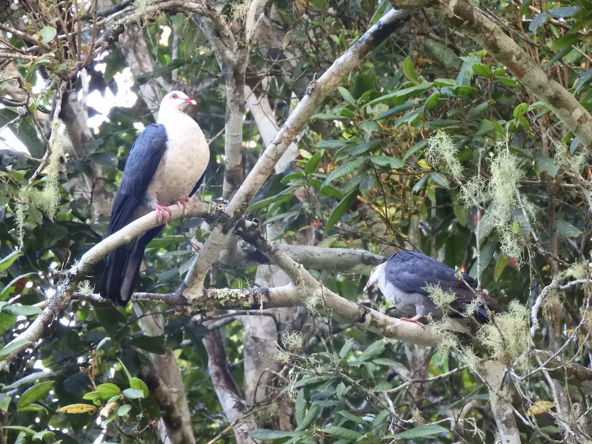 White-headed Pigeon - ML624535471