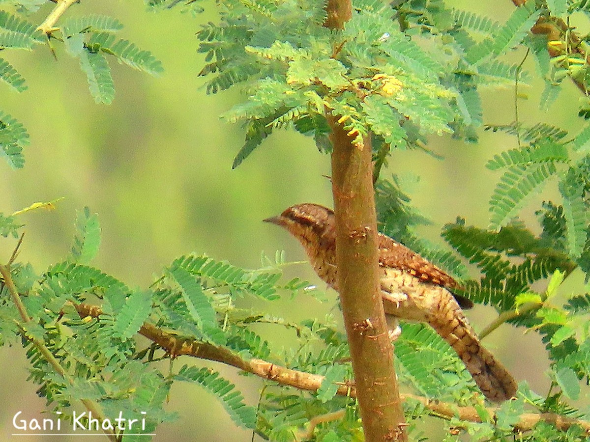 Eurasian Wryneck - ML624535472