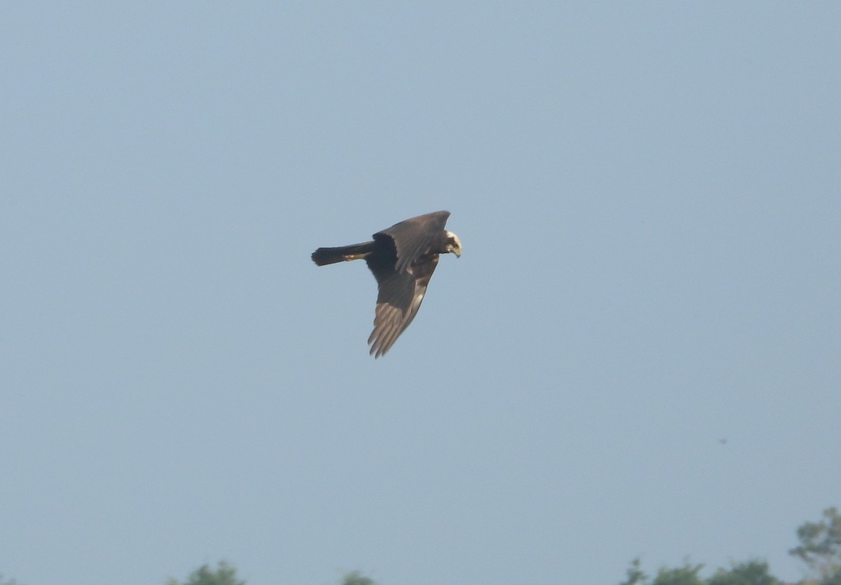 Western Marsh Harrier - ML624535473