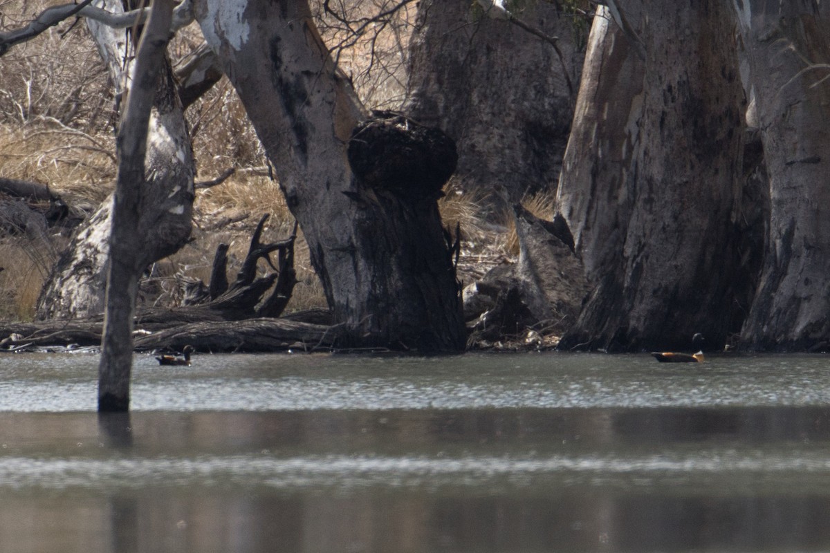 Australian Shelduck - ML624535474