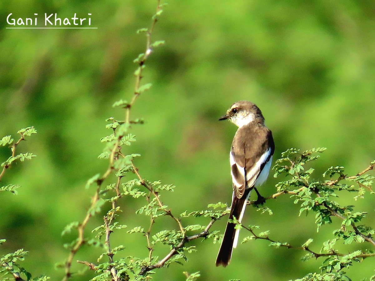 Small Minivet - ML624535475