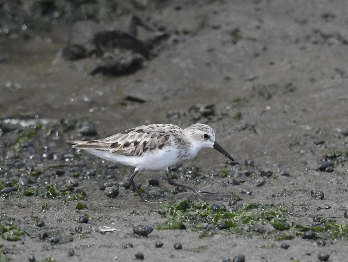 Semipalmated Sandpiper - ML624535476