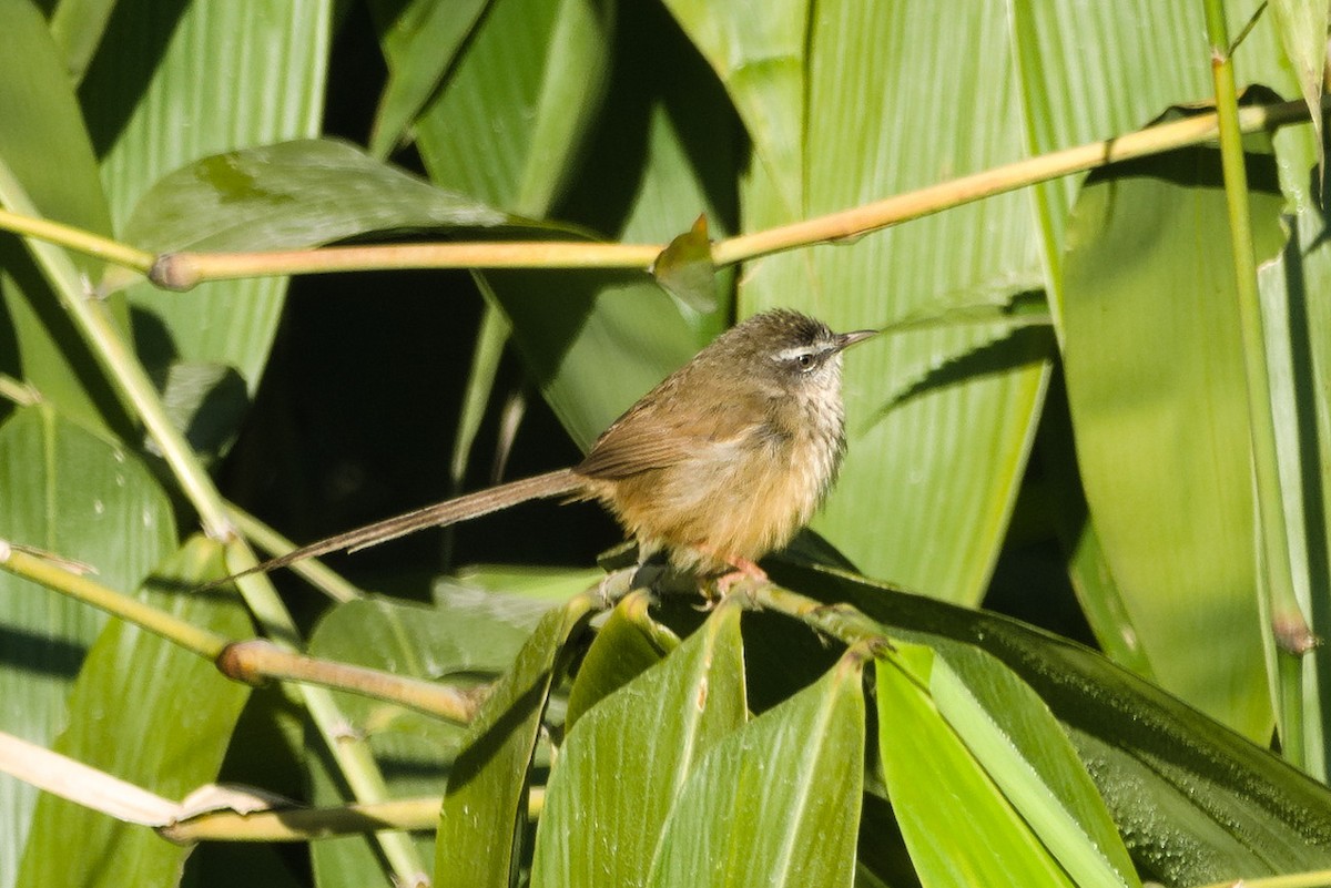 Hill Prinia - ML624535477