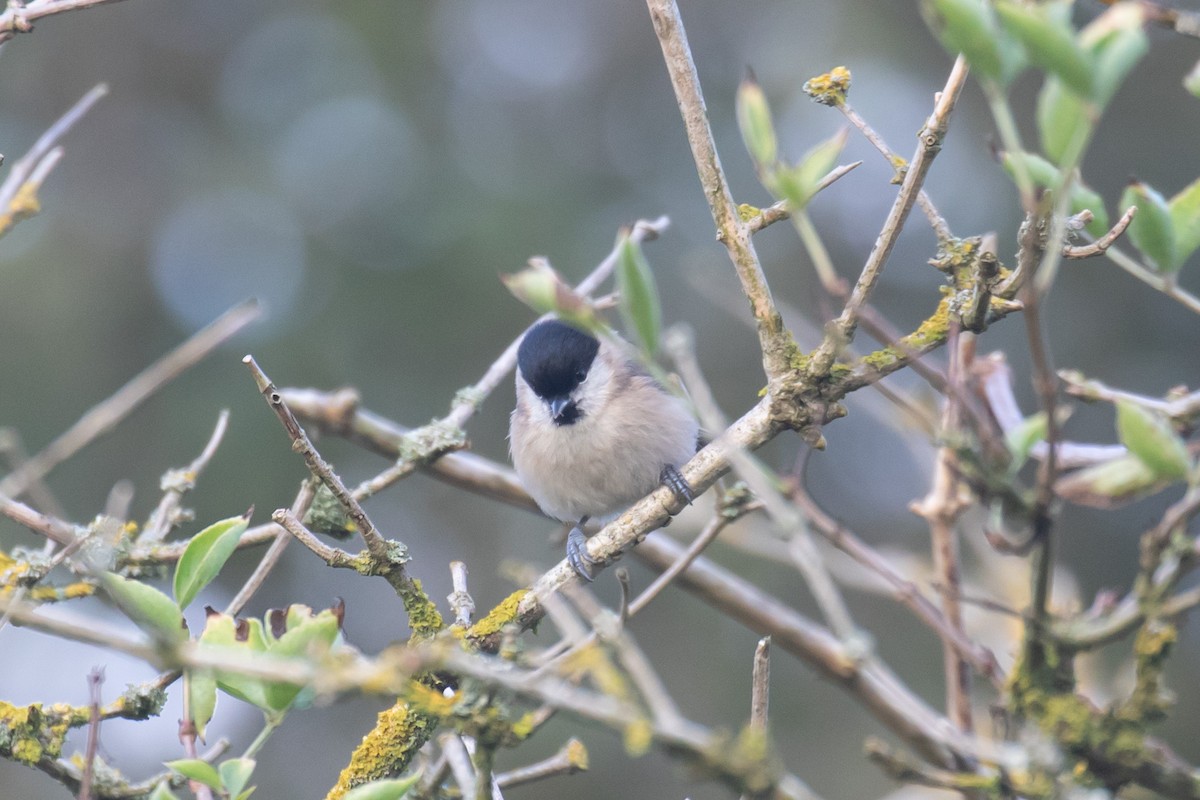 Marsh Tit - ML624535478