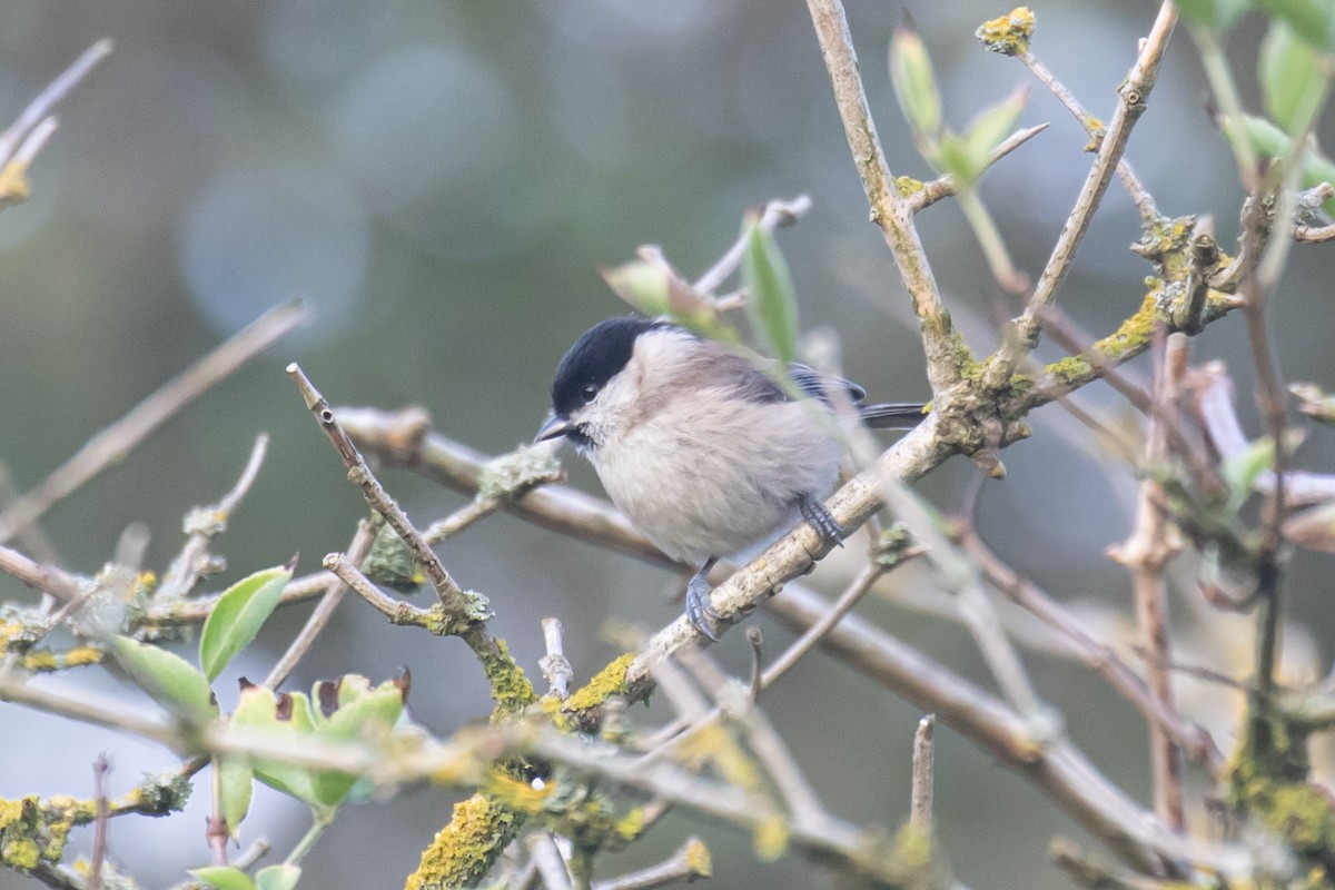 Marsh Tit - ML624535479