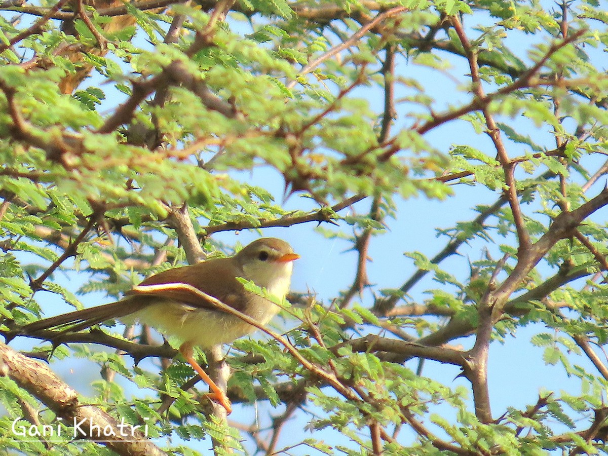 Rufous-fronted Prinia - ML624535480