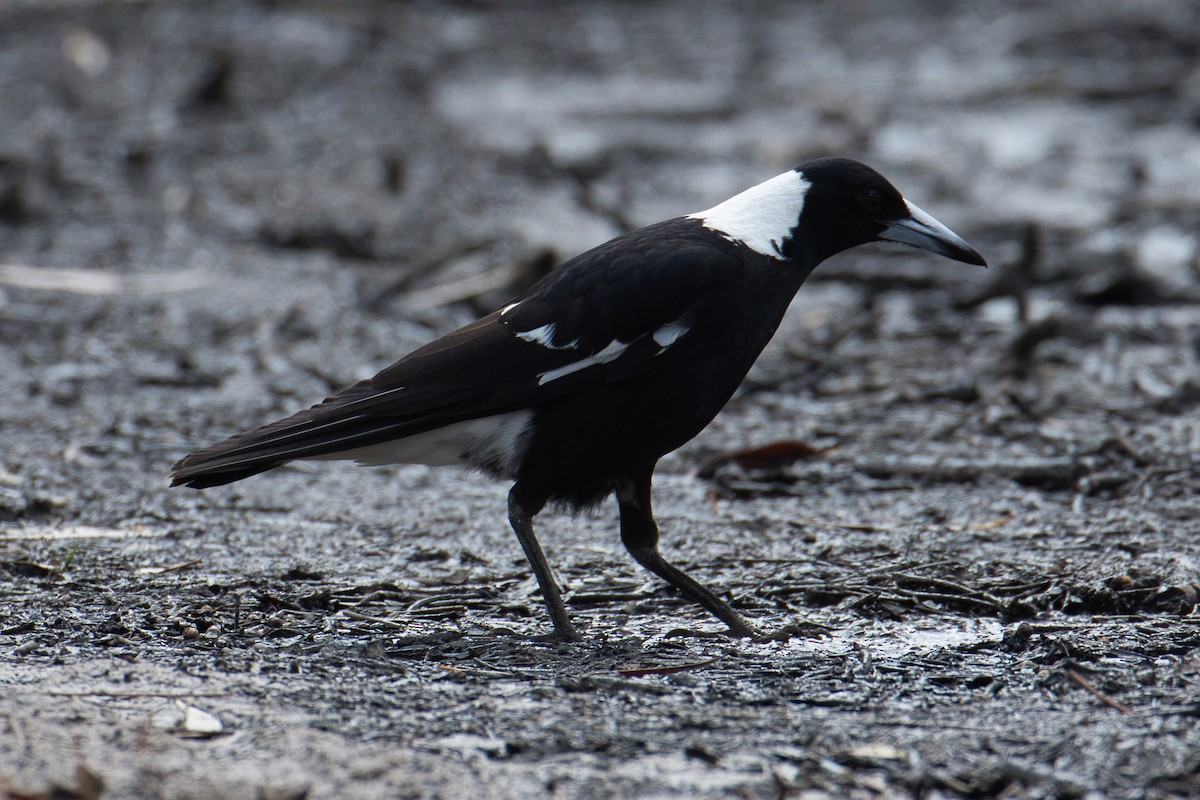 Australian Magpie - Chris Hill