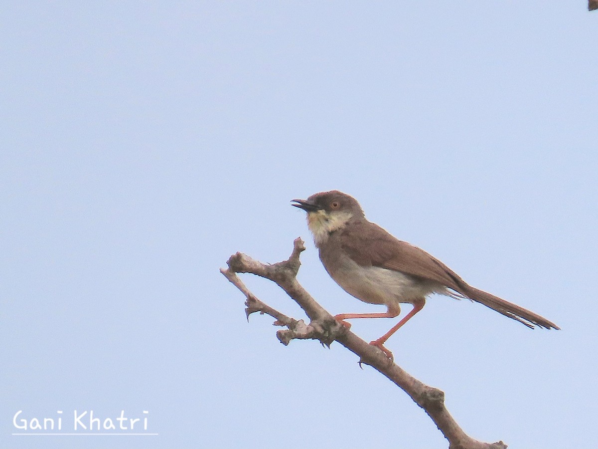 Gray-breasted Prinia - ML624535482