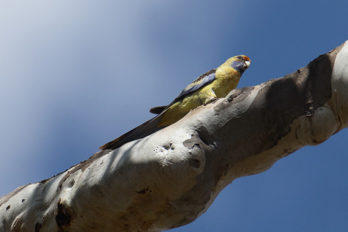 Crimson Rosella (Yellow) - ML624535485