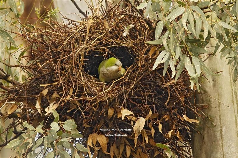 Monk Parakeet - ML624535486