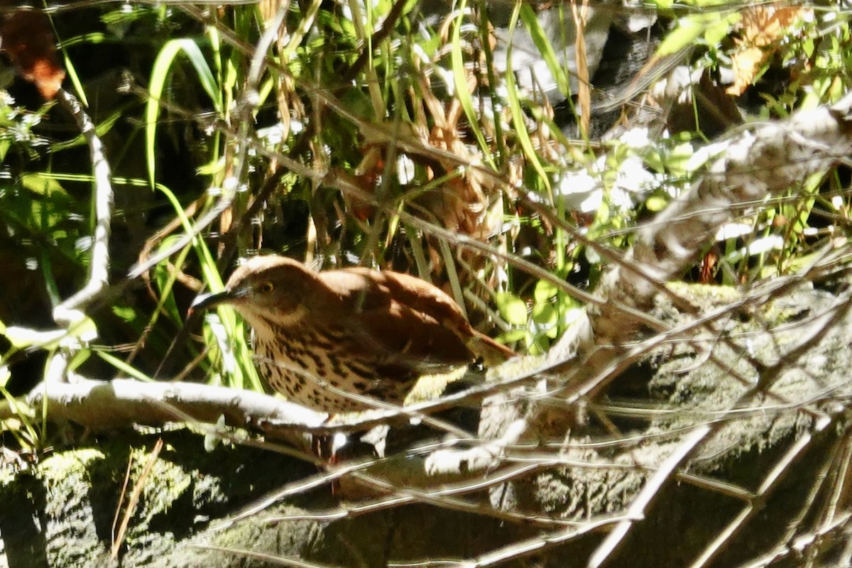 Brown Thrasher - ML624535487