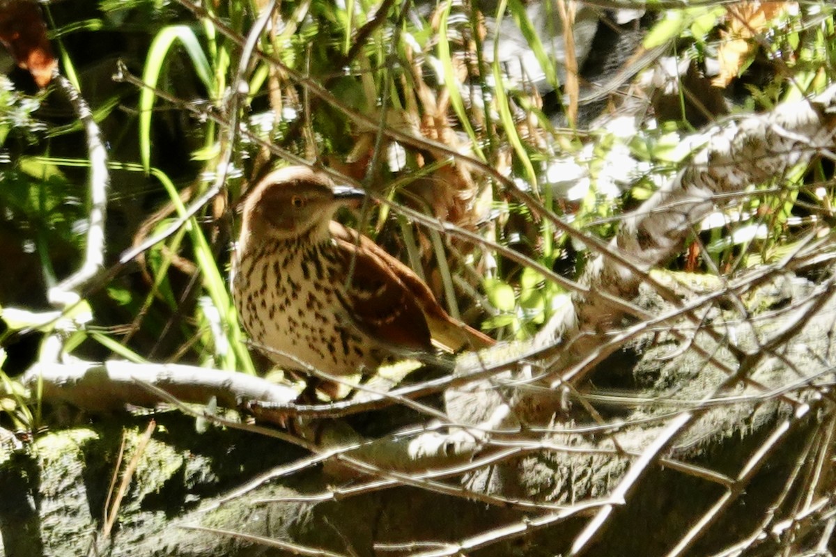 Brown Thrasher - ML624535488