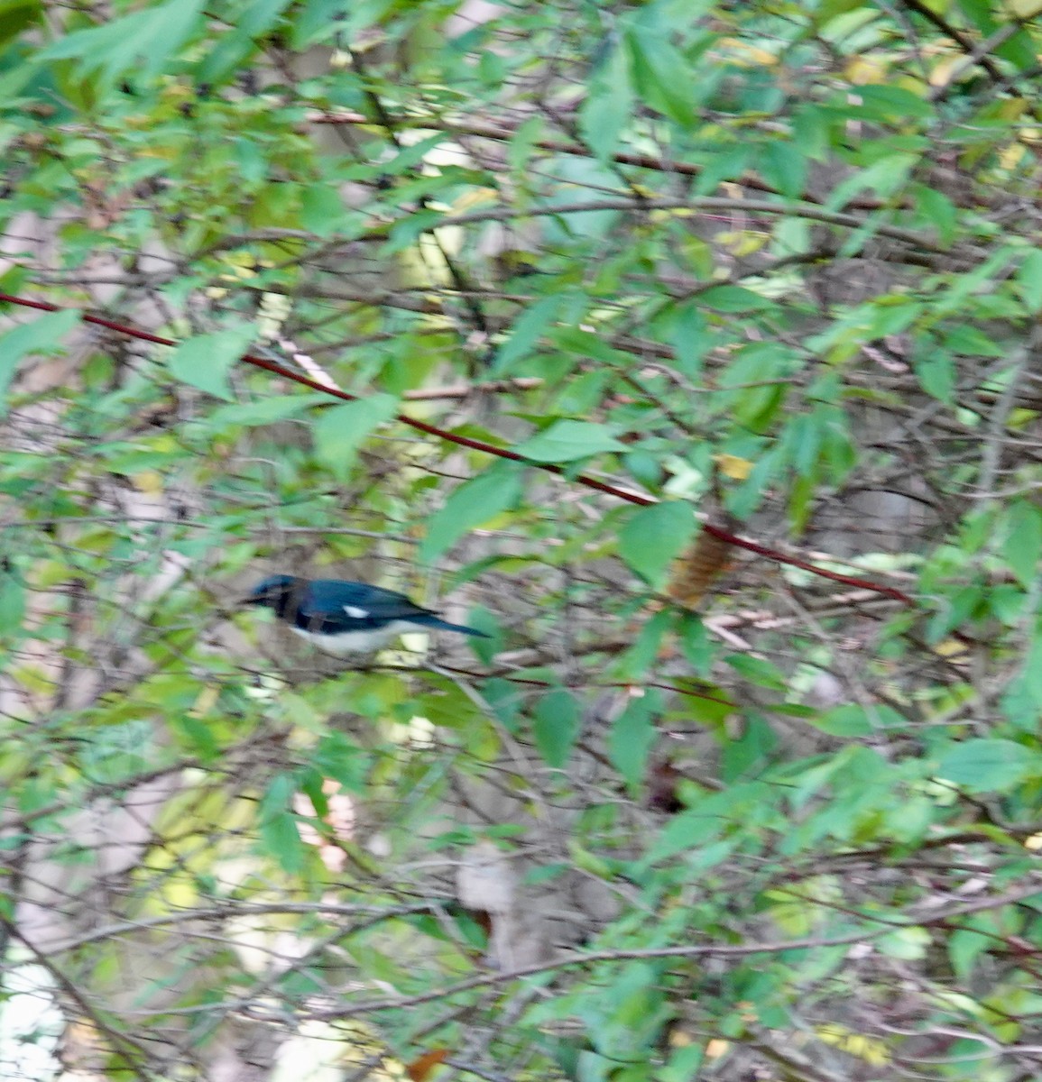 Black-throated Blue Warbler - ML624535489