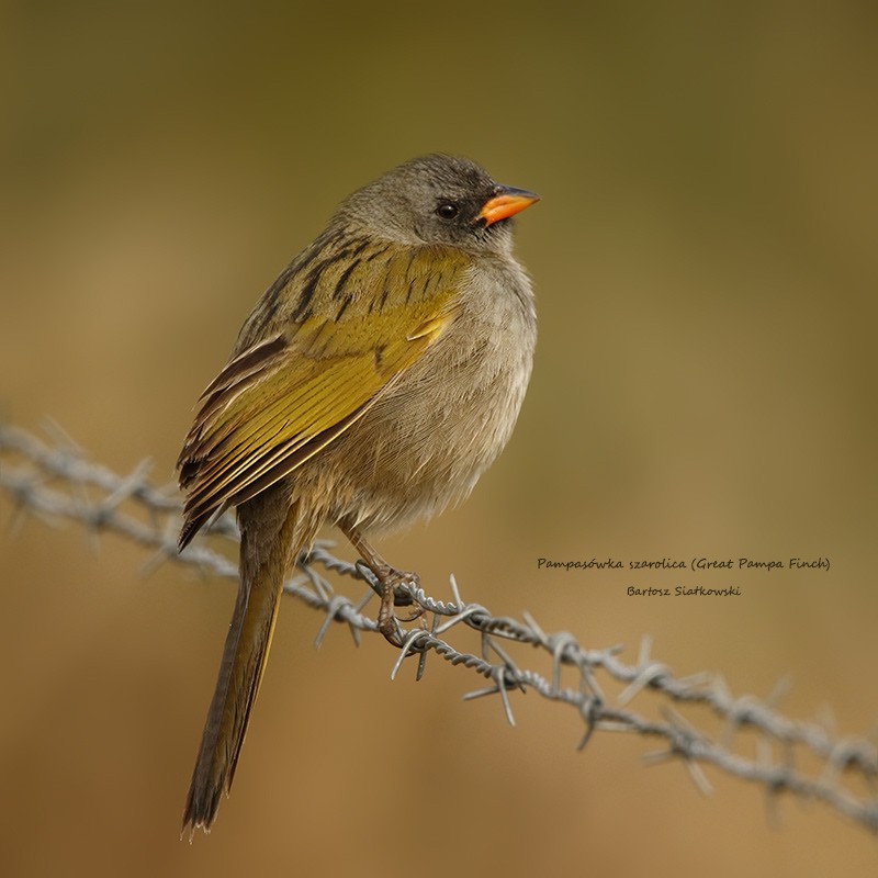 Great Pampa-Finch - ML624535496