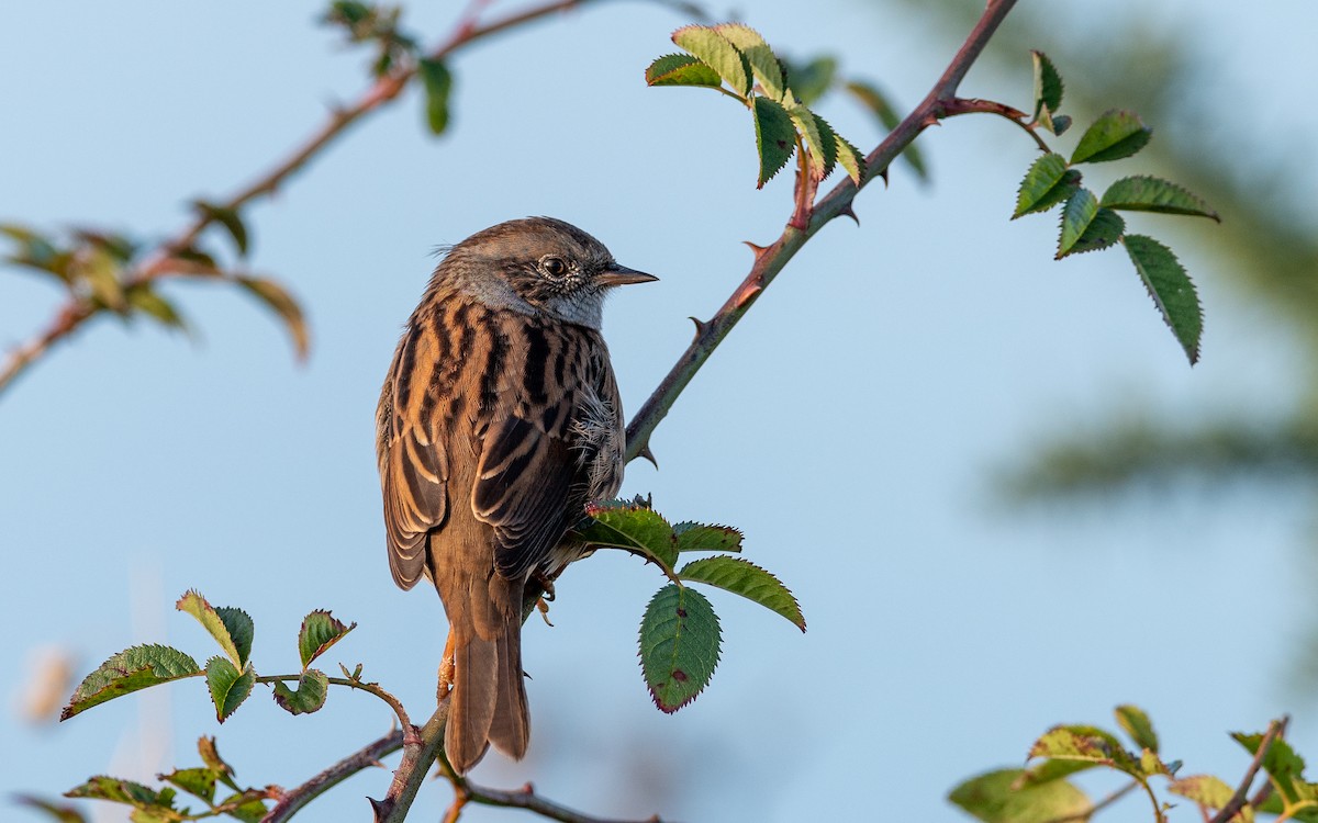 Dunnock - ML624535511