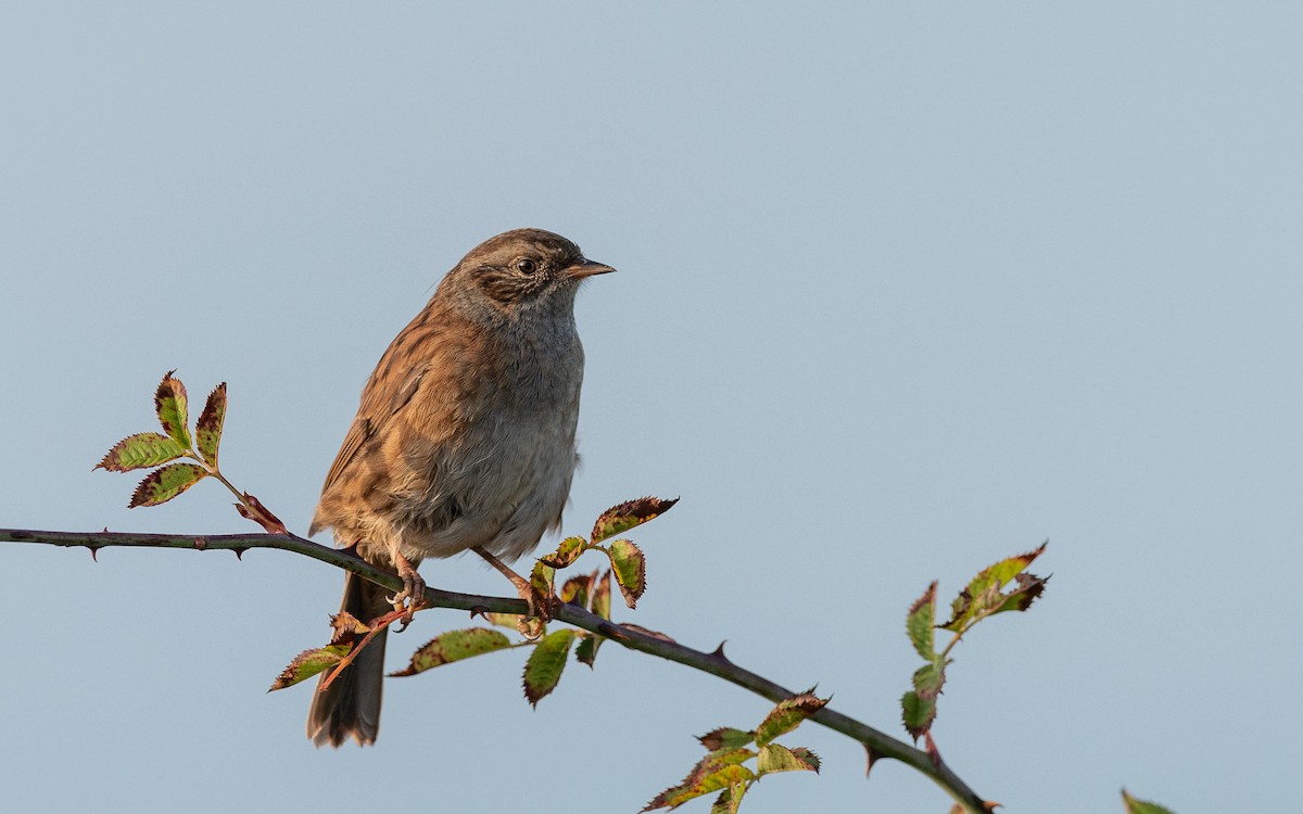 Dunnock - Serge Horellou