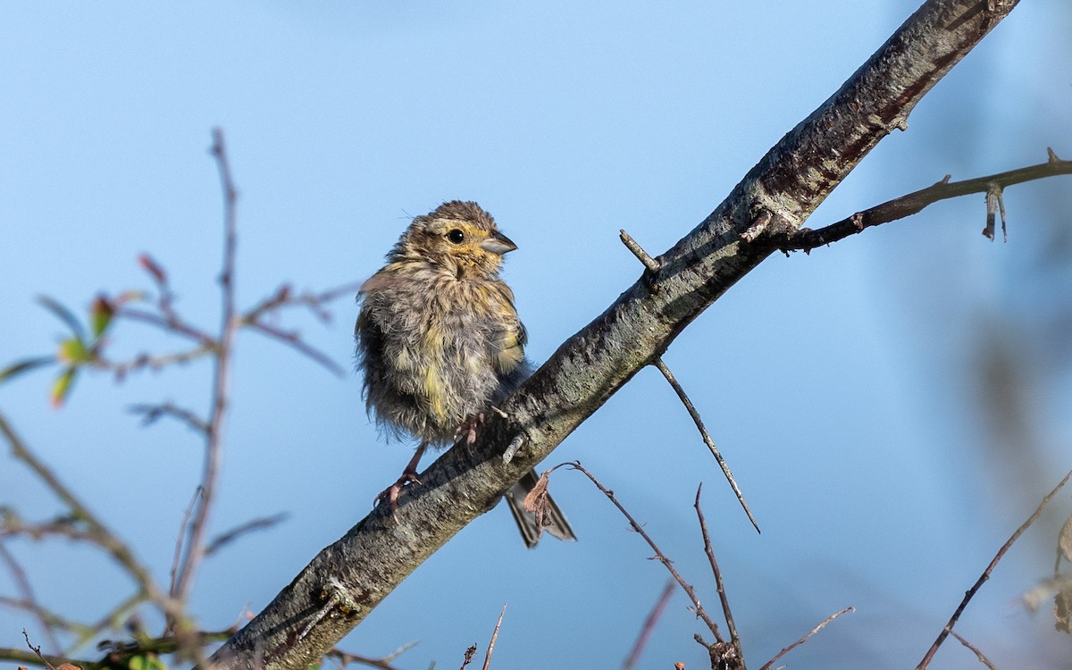 European Greenfinch - ML624535513