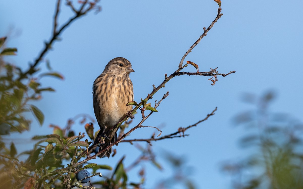 Eurasian Linnet - ML624535521