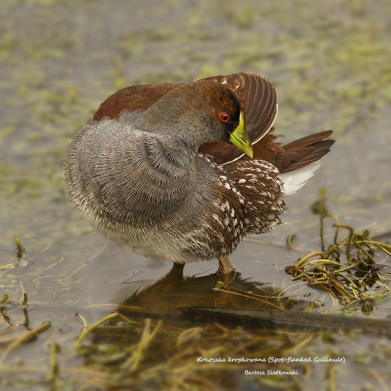 Spot-flanked Gallinule - ML624535523