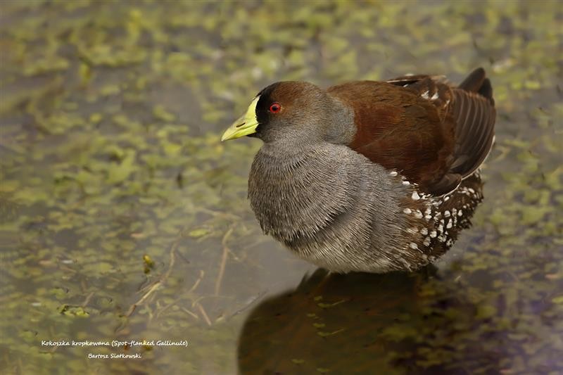 Spot-flanked Gallinule - ML624535525