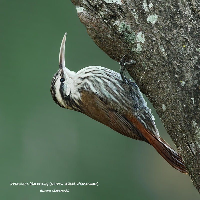 Narrow-billed Woodcreeper - Bartosz Siatkowski