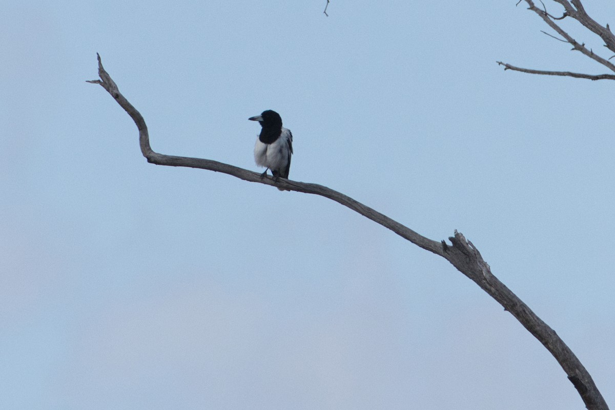 Pied Butcherbird - Chris Hill