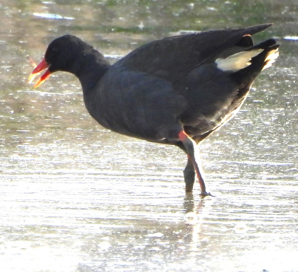 Dusky Moorhen - Suzanne Foley