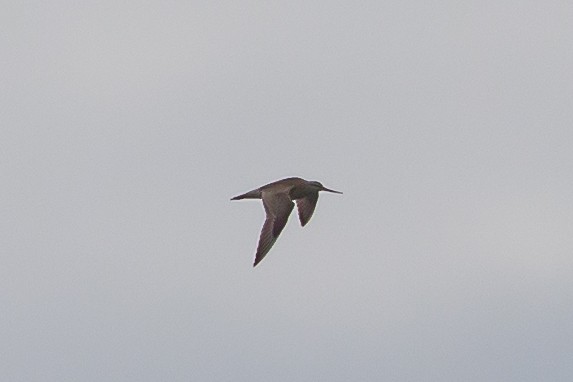 Marbled Godwit - Denise Turley