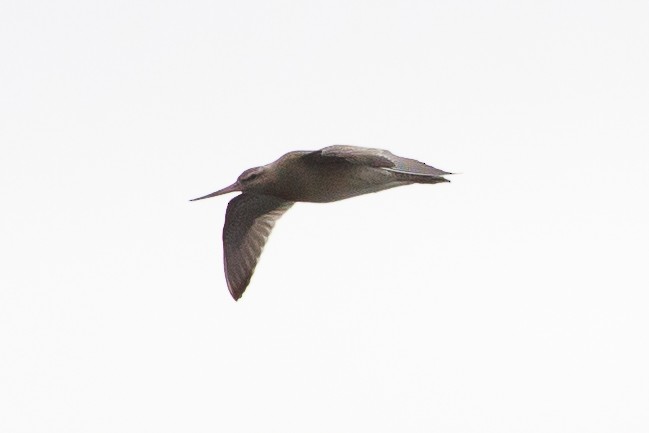 Marbled Godwit - Denise Turley