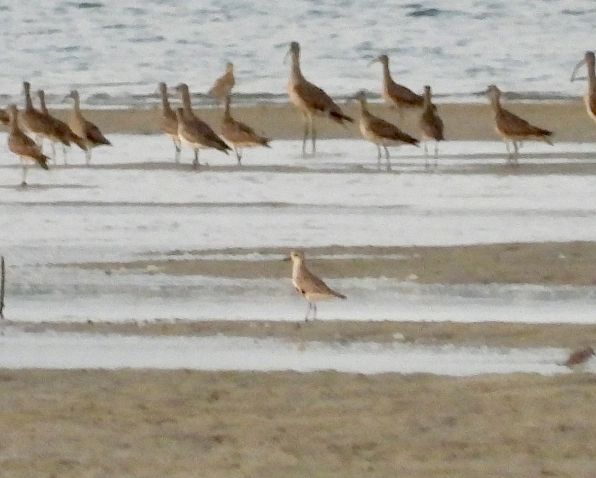 Oriental Plover - Bryan Baker