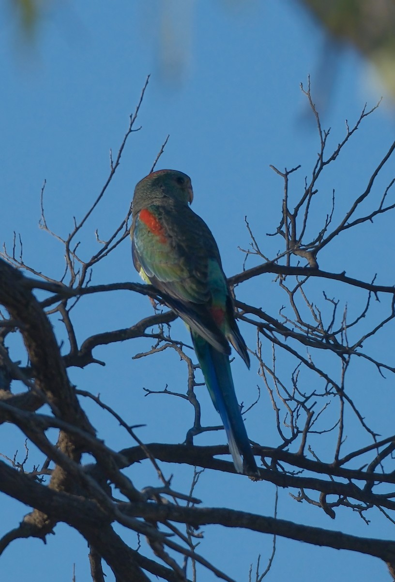 Mulga Parrot - Adrian Brooks