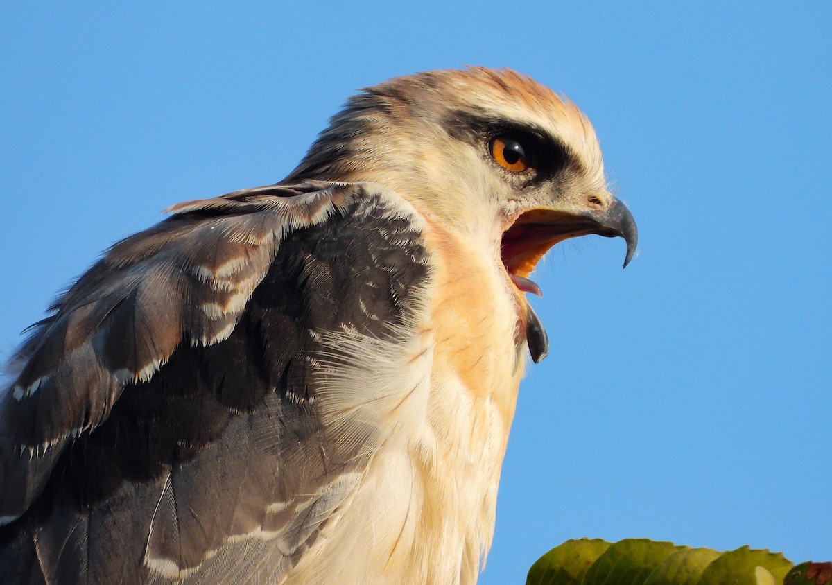 Black-winged Kite - ML624535740