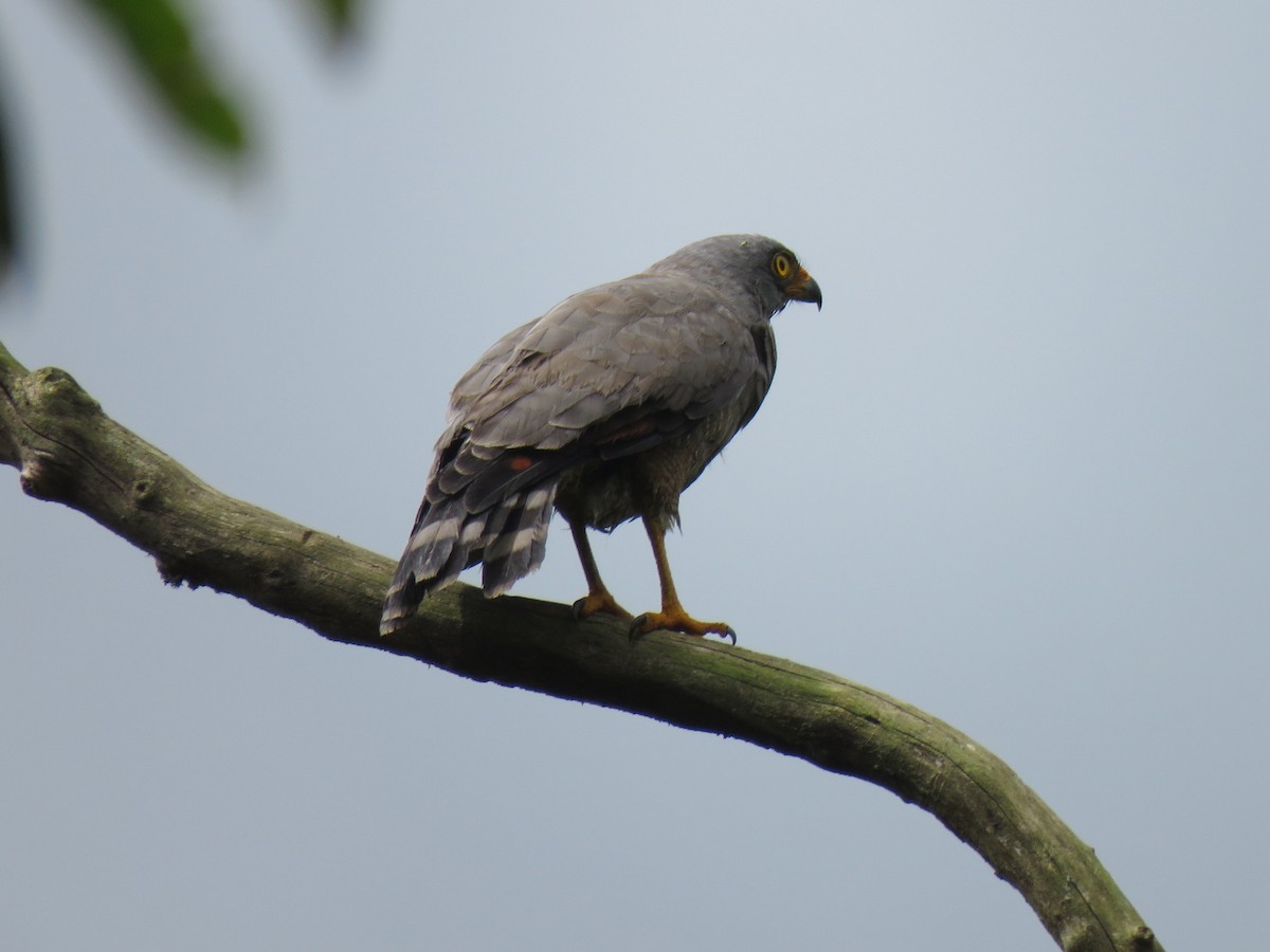 Roadside Hawk - ML624535780