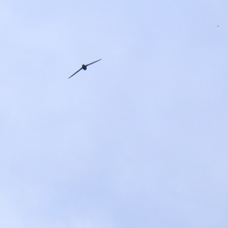 Silver-backed Needletail - ML624535799