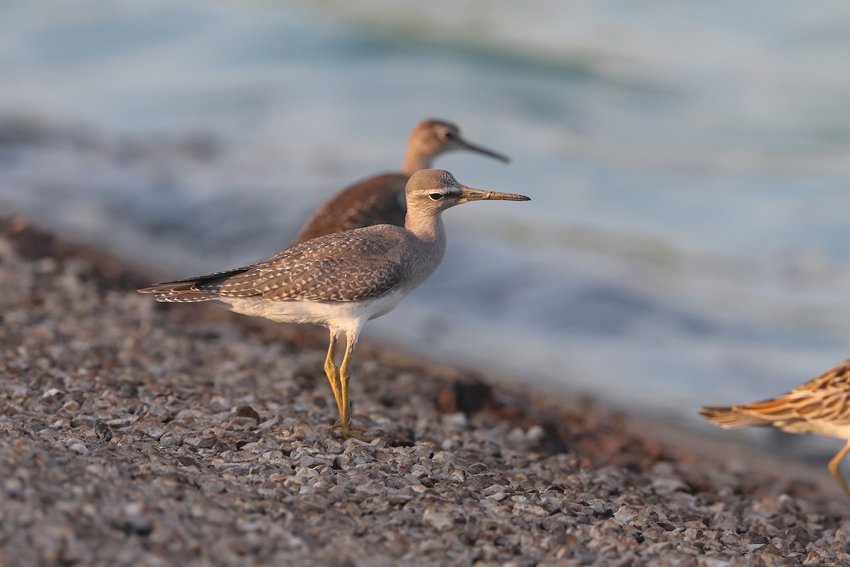 Gray-tailed Tattler - ML624535800