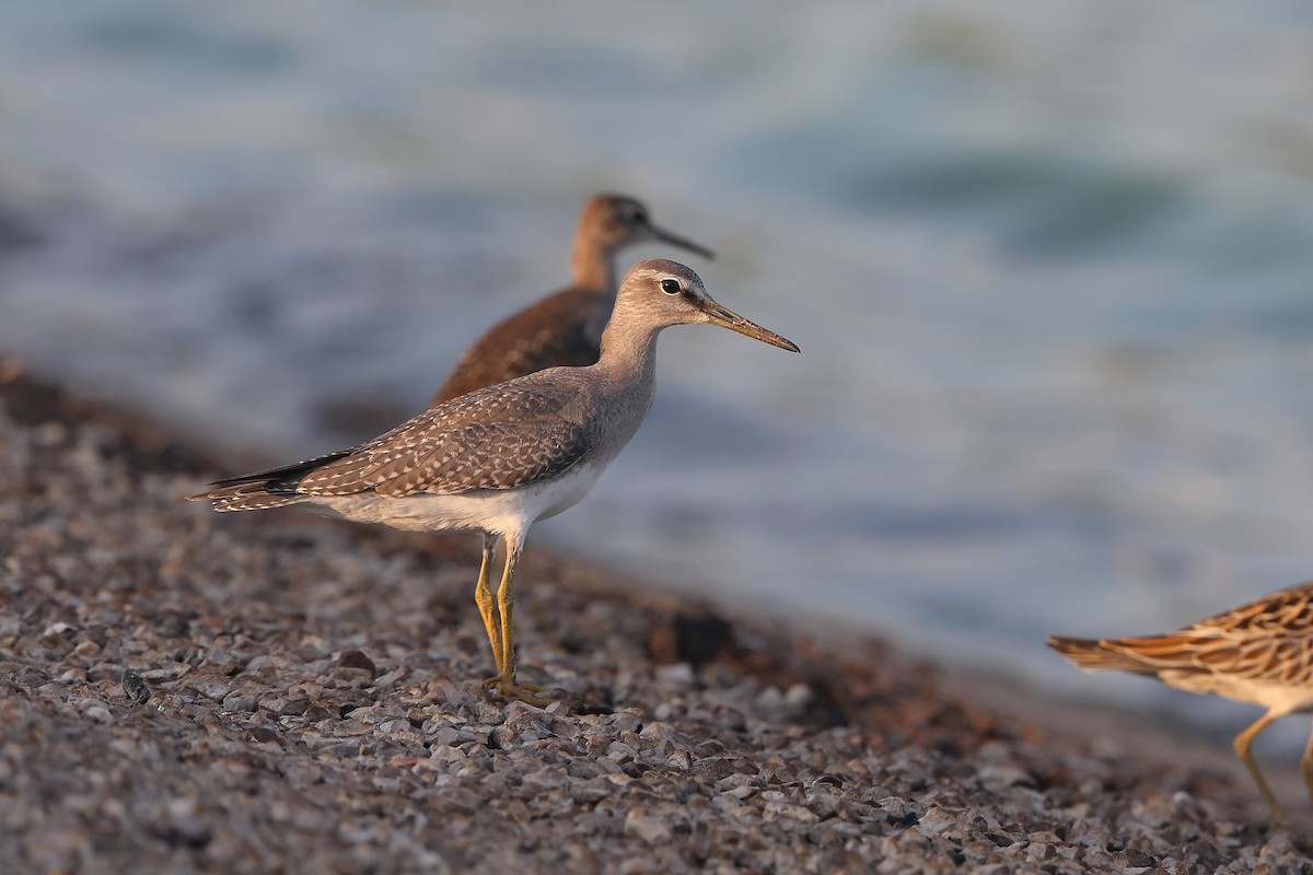 Gray-tailed Tattler - ML624535801