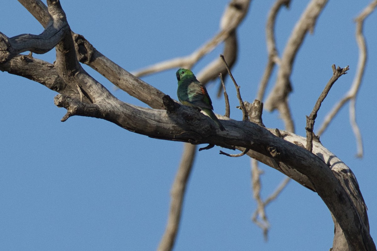 Red-rumped Parrot - ML624535802