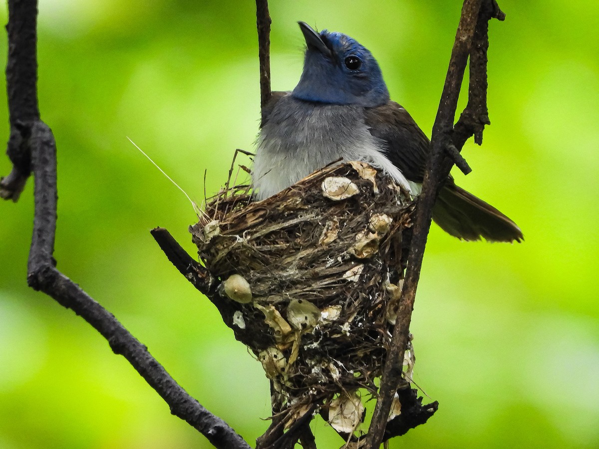 Black-naped Monarch - ML624535834