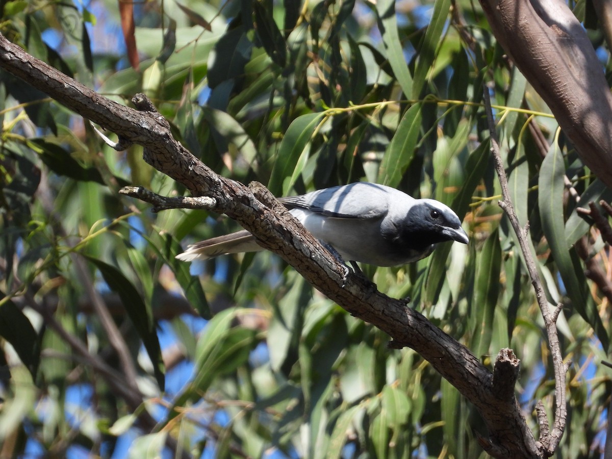 Black-faced Cuckooshrike - ML624535844