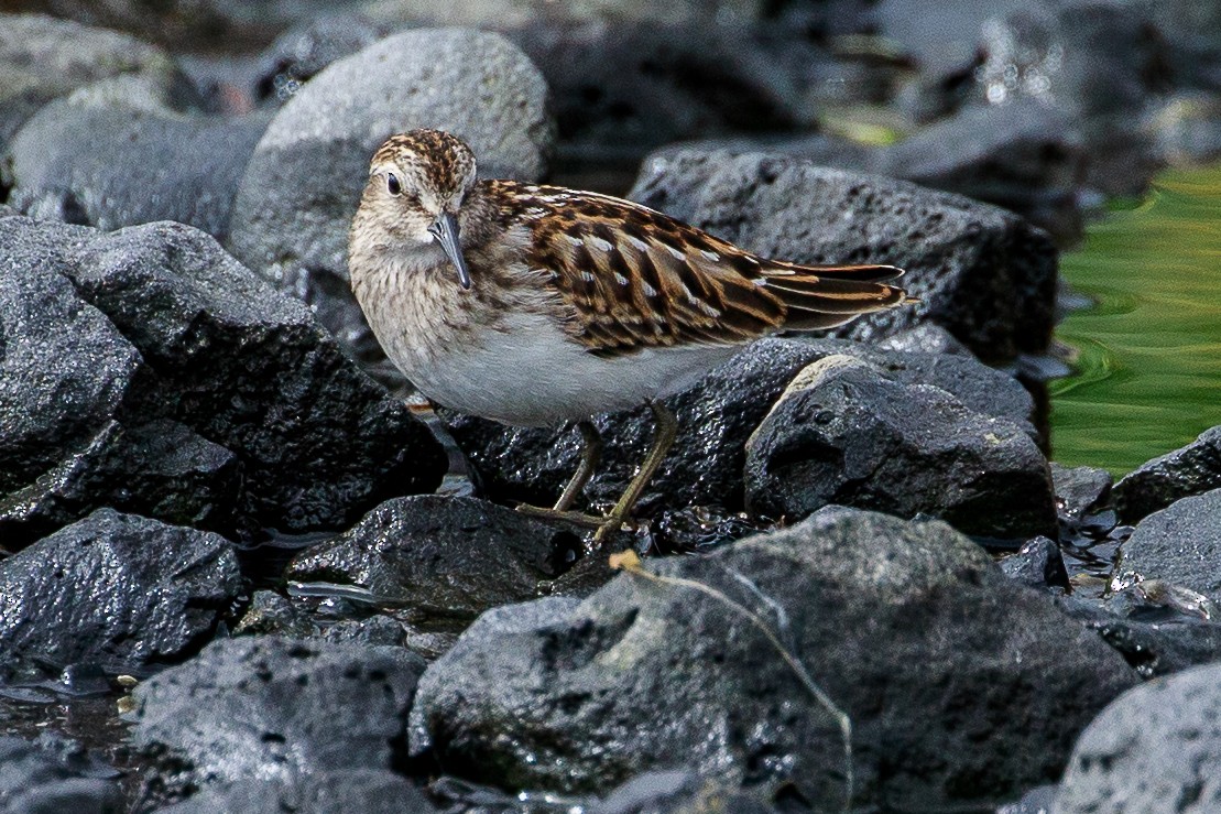 Pectoral Sandpiper - ML624535881