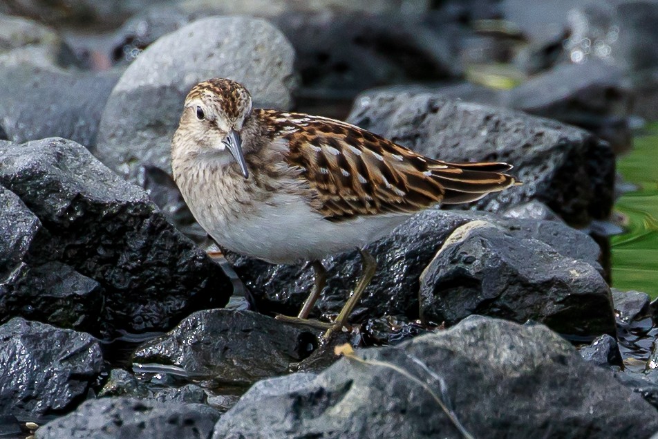 Pectoral Sandpiper - ML624535882