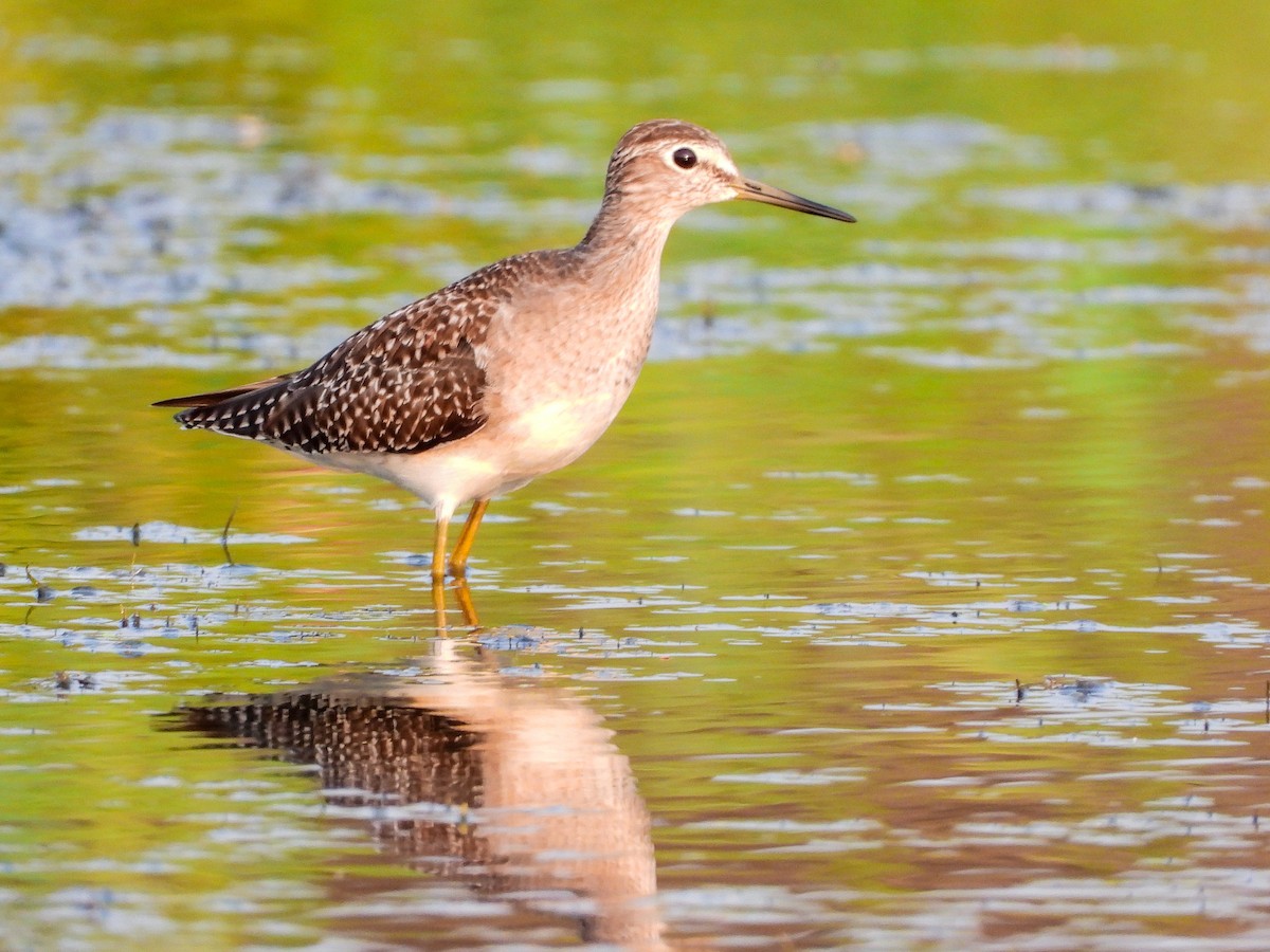 Wood Sandpiper - ML624535883