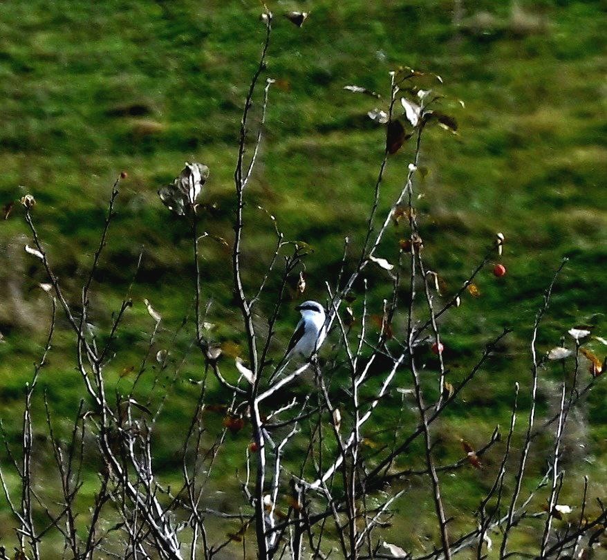 Great Gray Shrike - ML624535884