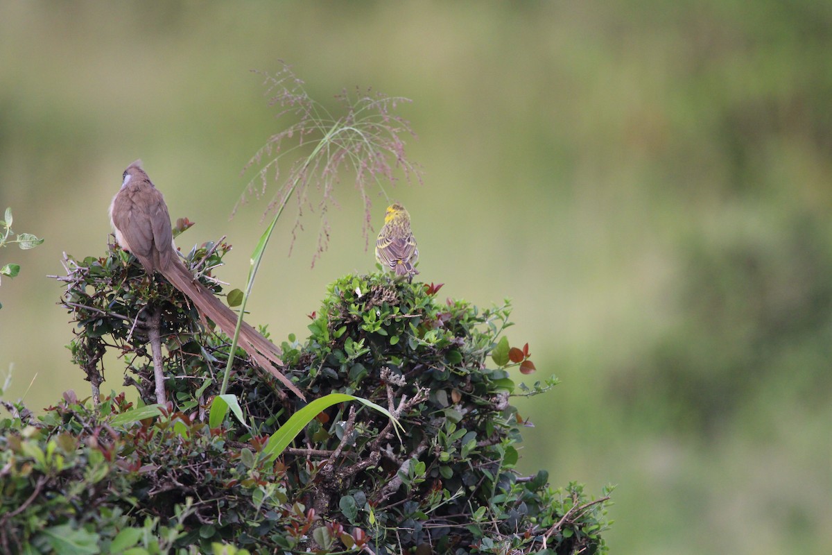 Speckled Mousebird - ML624535891