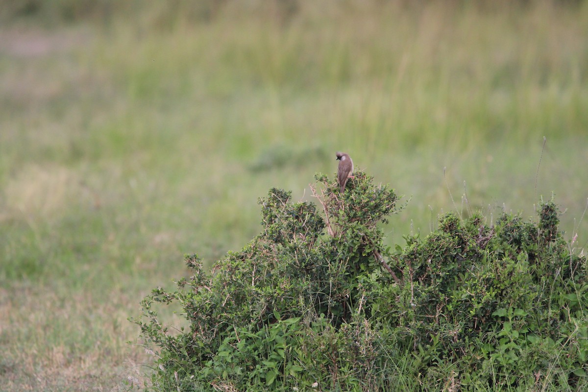 Speckled Mousebird - ML624535892