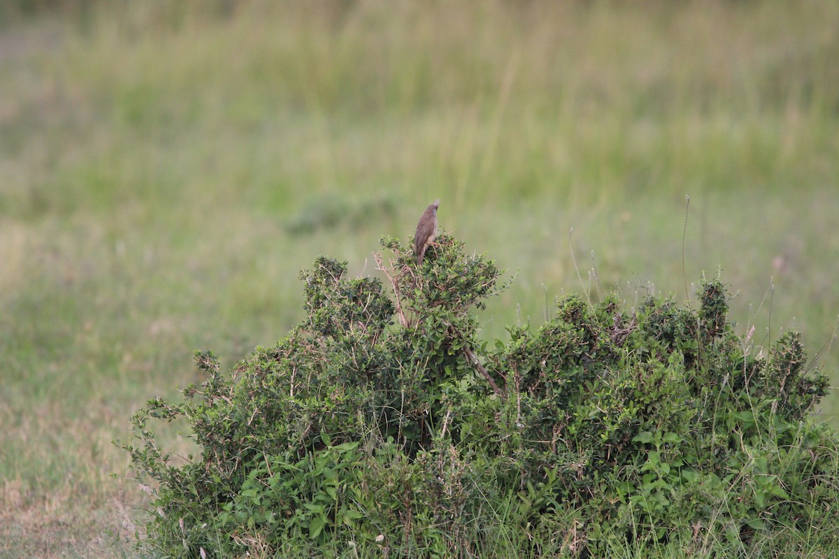 Speckled Mousebird - ML624535893