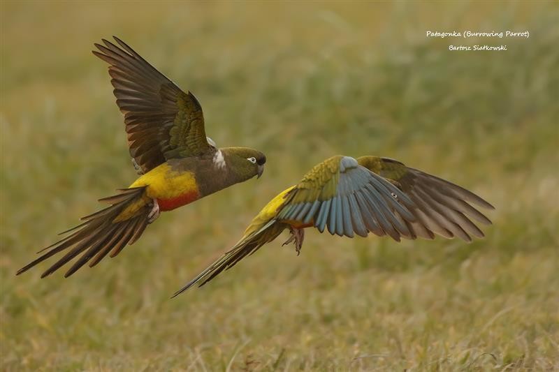 Burrowing Parakeet - ML624535894